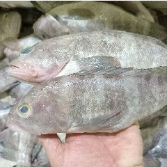

Ikan Laut Konsumsi Ikan Segar 1Kg Ikan Kerapu Segar Ikan Kerapu Kodok Grouper Fish