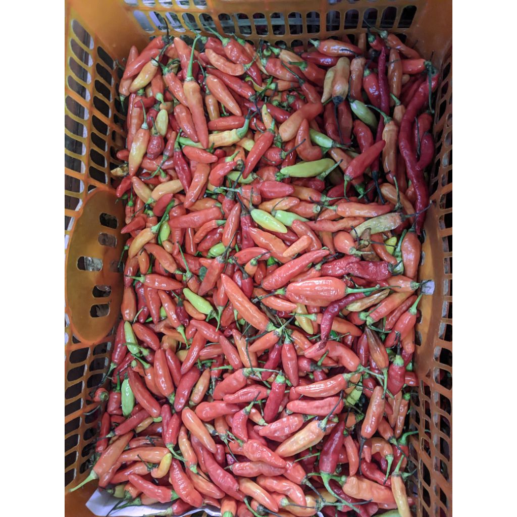 

Cabai Rawit Merah Langsung Dari Petani