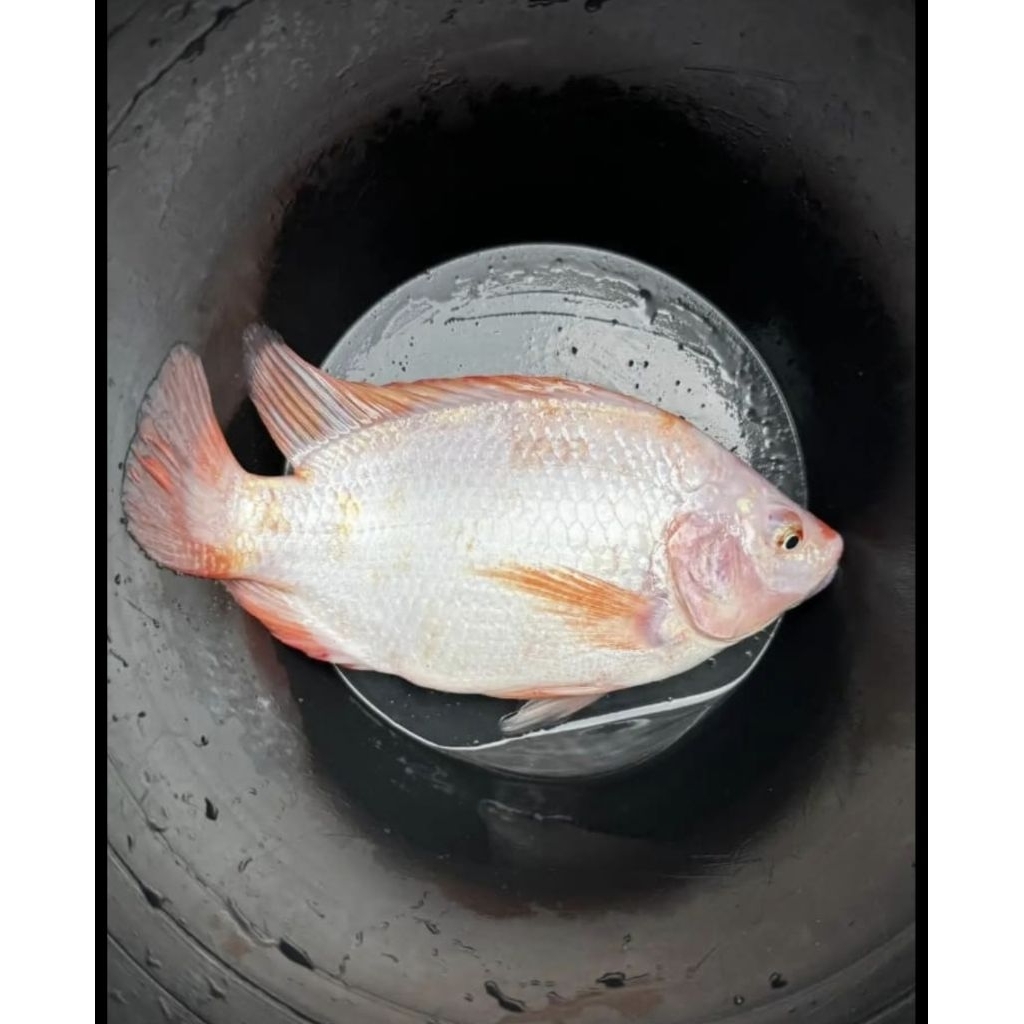 

Ika nila Hidup segar 1/2 kg