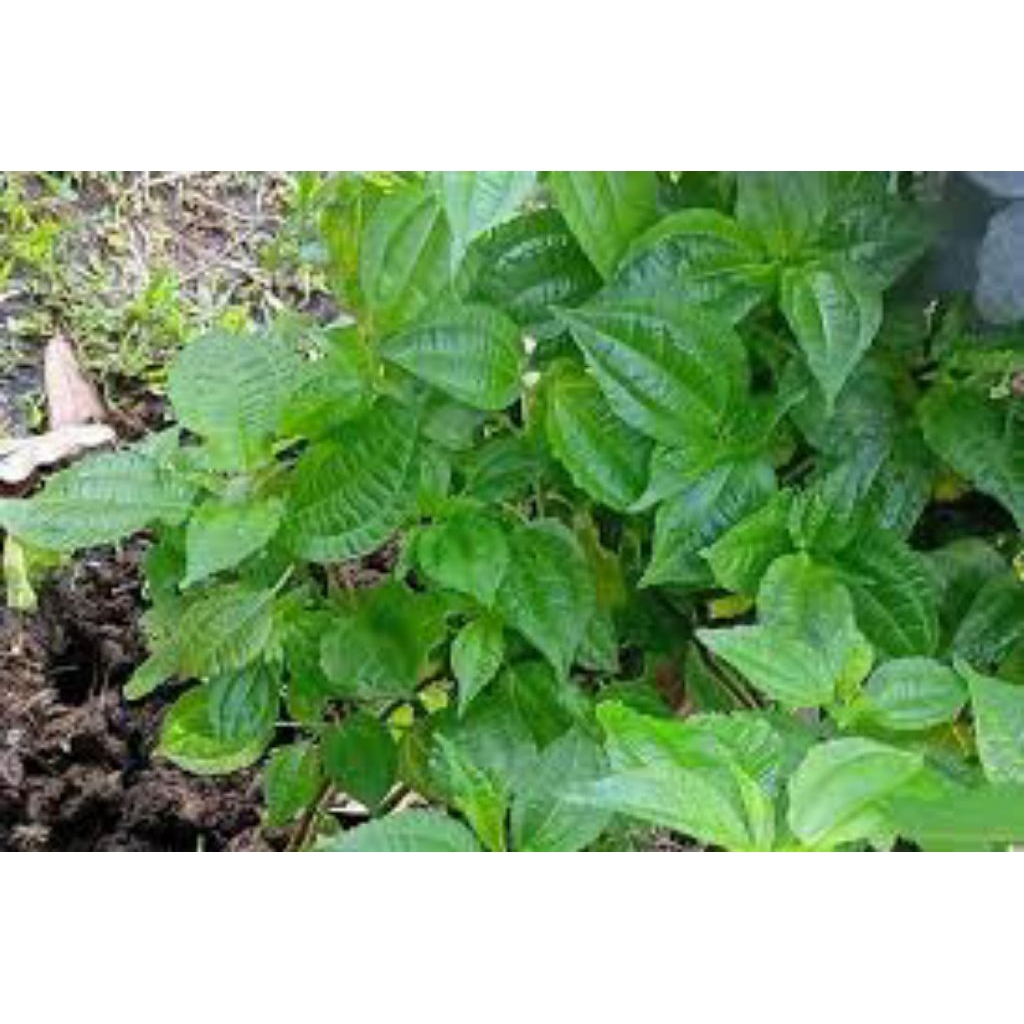 

Promo 500g daun pohpohan segar fresh buat lalapan