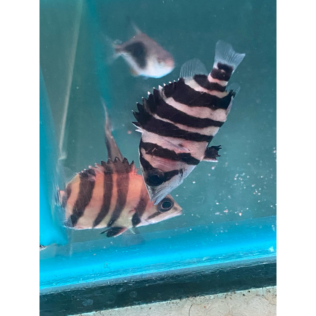 Datz grade A dan AA cb cn