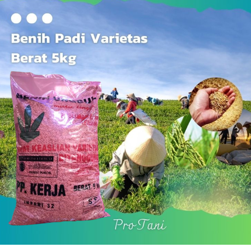 BENIH BIBIT PADI SUPER VARIETAS INPARI 32 JUMBO