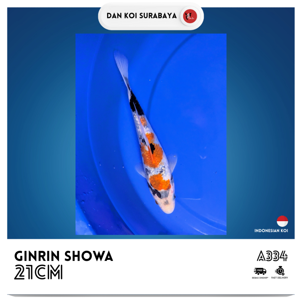 Ikan Koi Ginrin Showa Kode A334