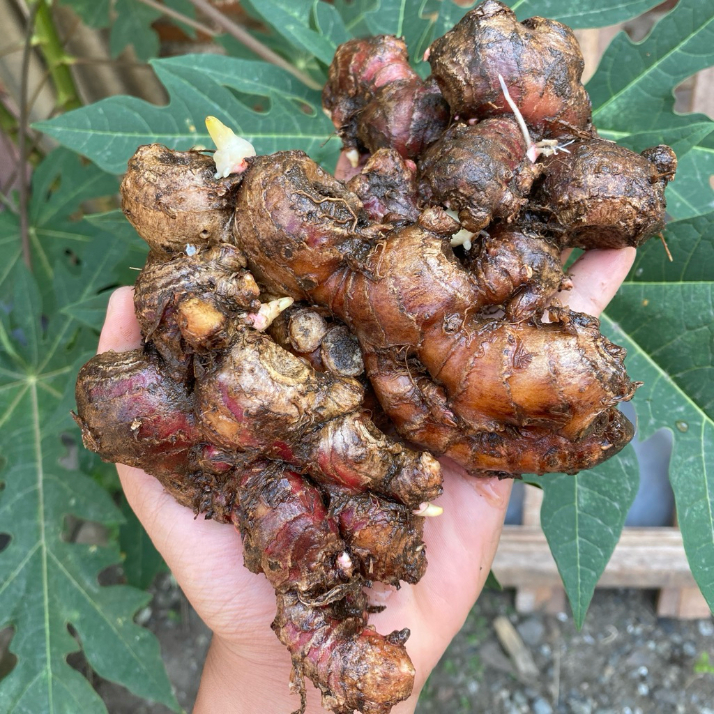 

Jahe merah 250gr bersih rempah herbal alami