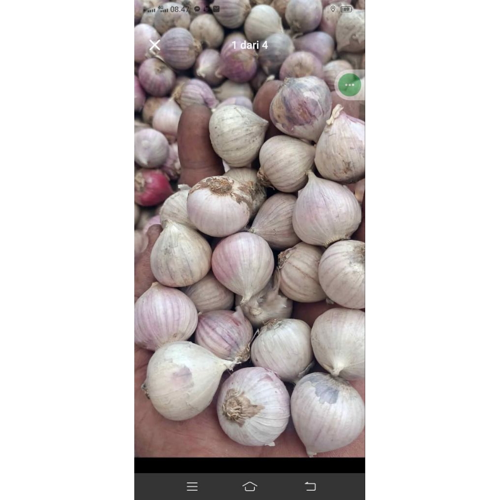 

Bawang tunggal ukuran besar kemasan 500 gram