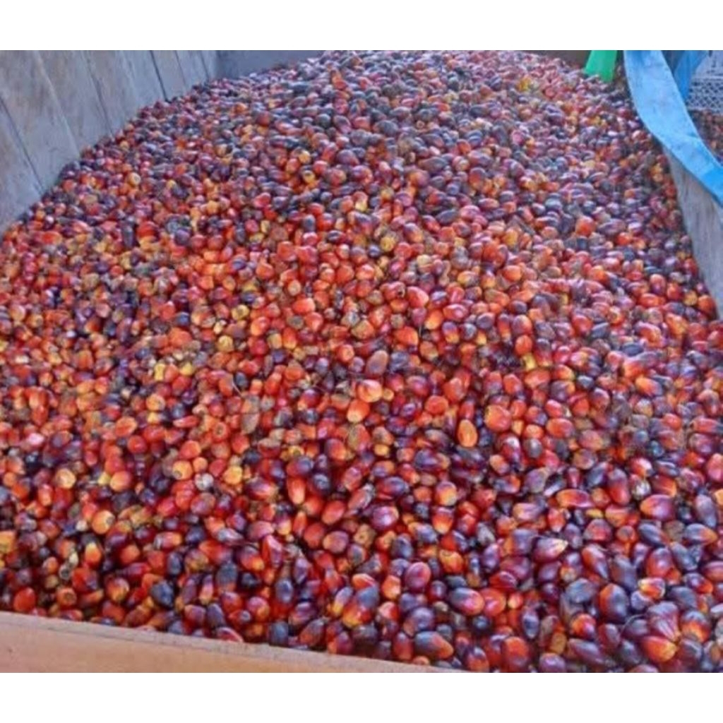 

termurah buah kelapa sawit matang segar