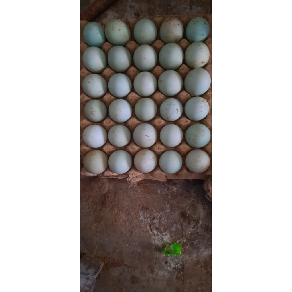 

telur bebek mentah fresh baru dari panggon