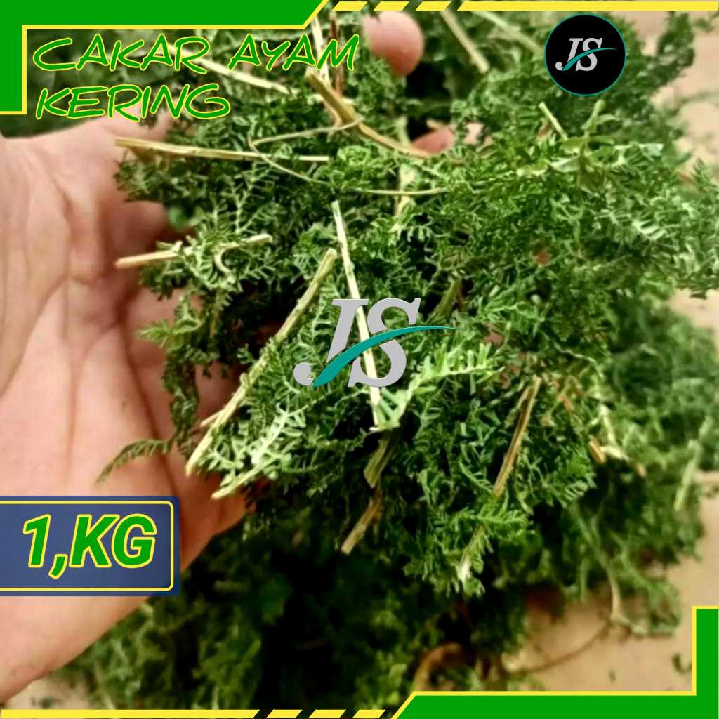 

Daun Cakar Ayam Kering ( 1,KG )