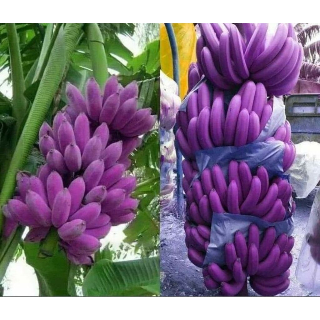 

TERMURAH!!Jual Bibit Pohon Pisang Unggu Termurah