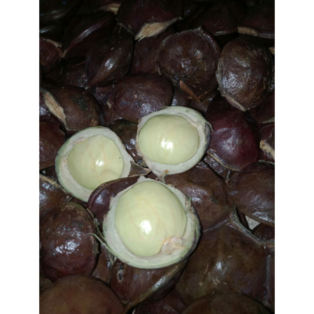 

buah jengkol muda masih ada kulitnya 1 kg