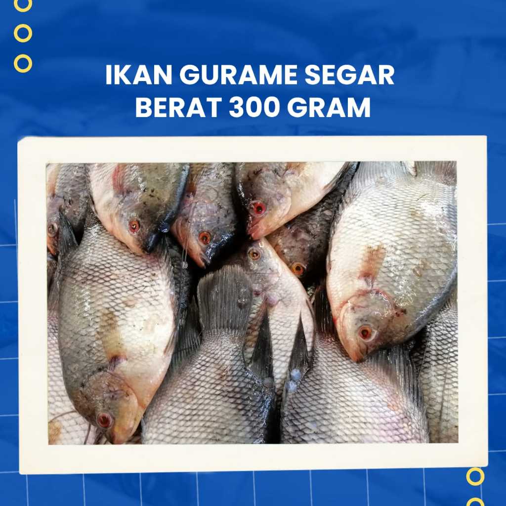 

Ikan Gurame Segar 300 Gram Murah