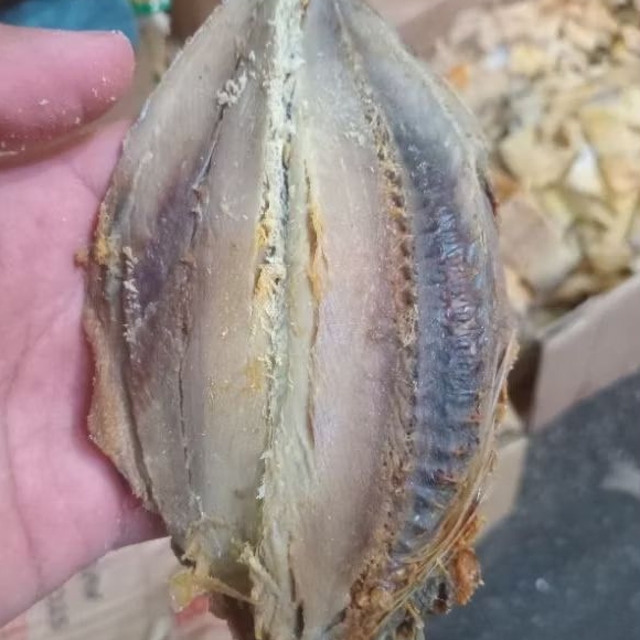 

ASIN JAMAL TONGKOL WALANG 250gr