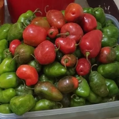 

Cabe Gendot VIRAL 1 kg langsung petik dari kebun