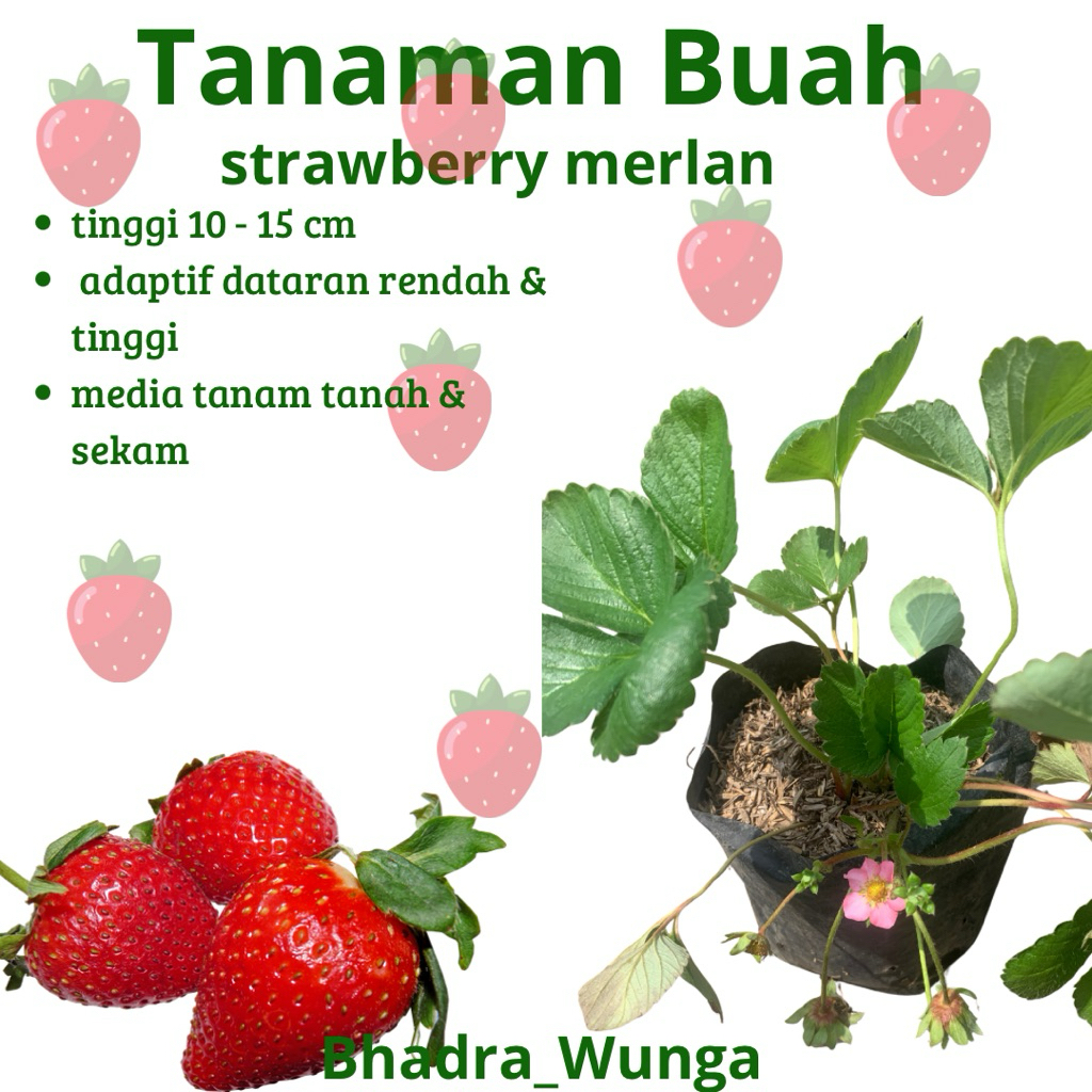 

TANAMAN BUAH | Strawberry Merlan