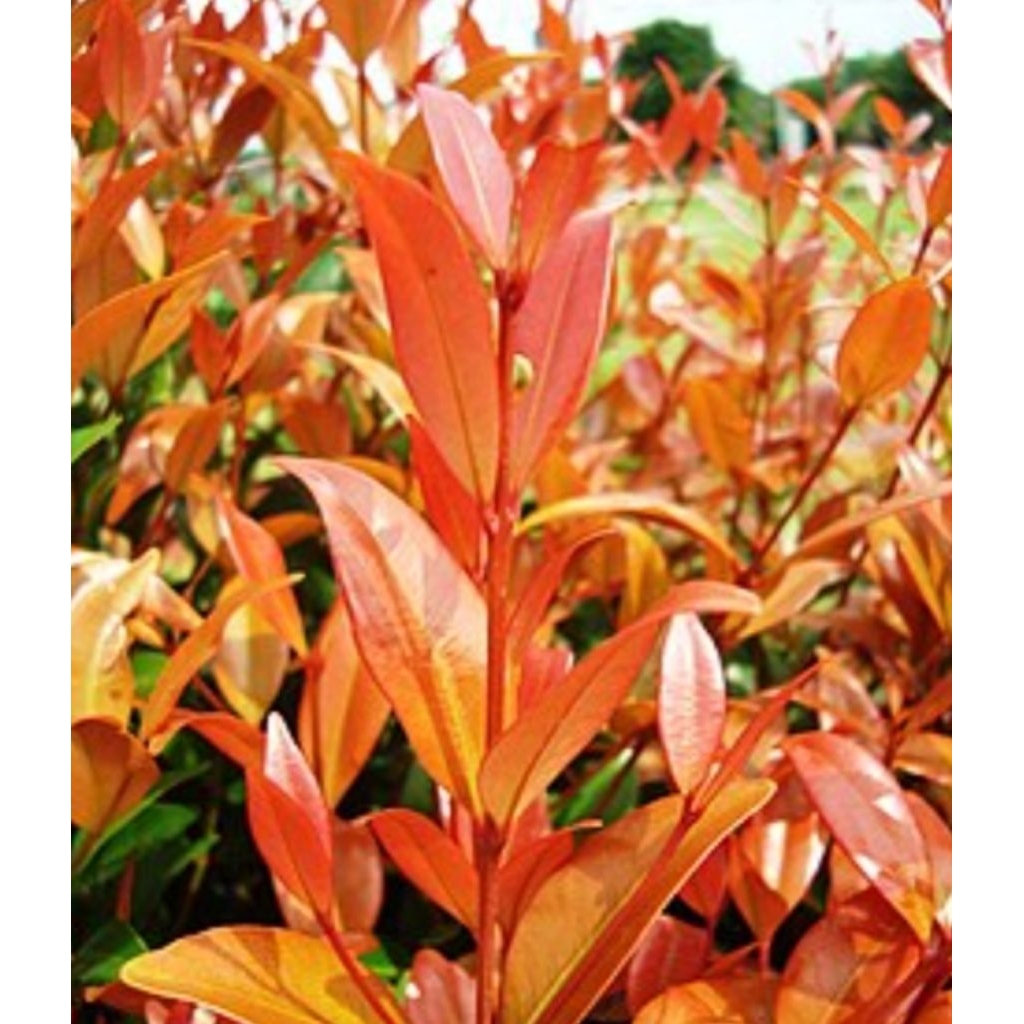 

Daun pucuk merah isi 100 pucuk pilihan