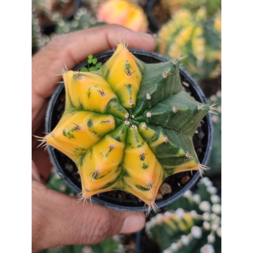 miha orange cakep calon indukan