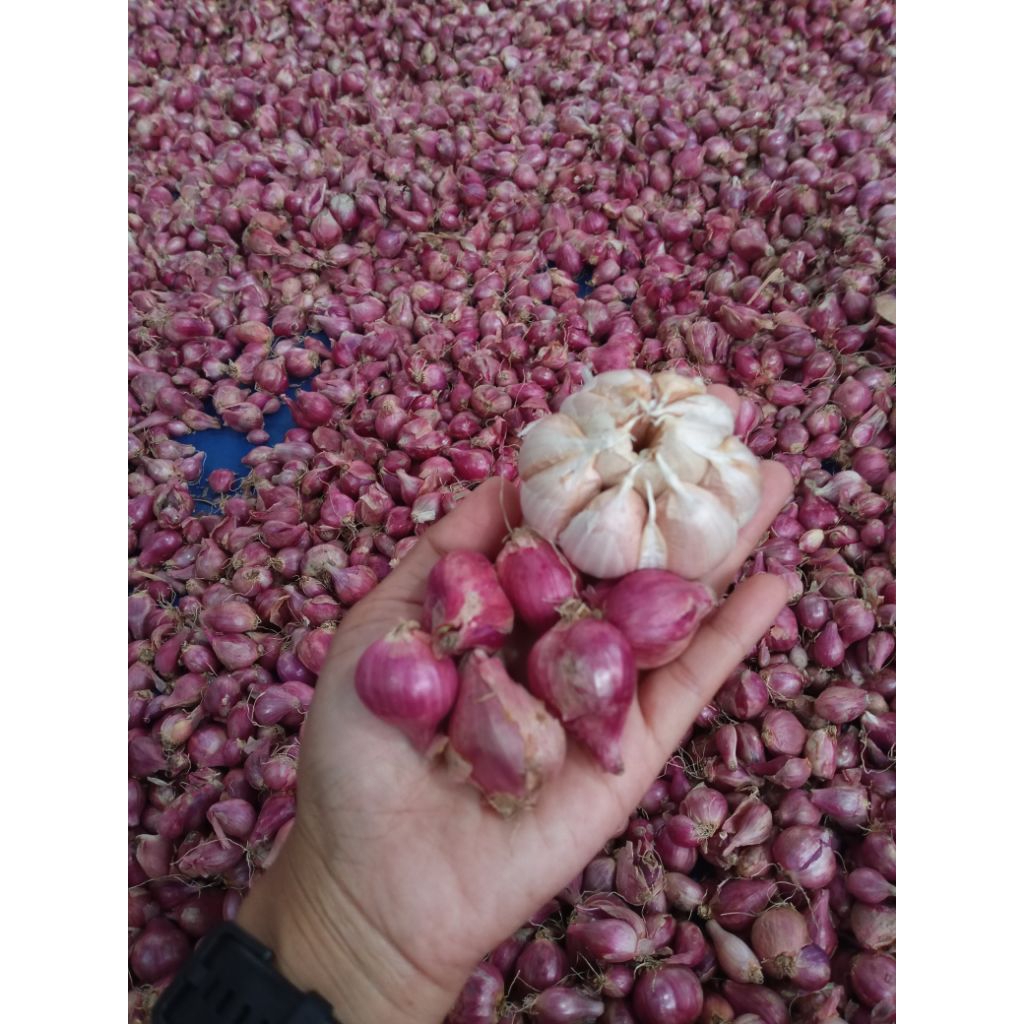 

bawang merah dan bawang putih ukuran tanggung asli KEDIRI