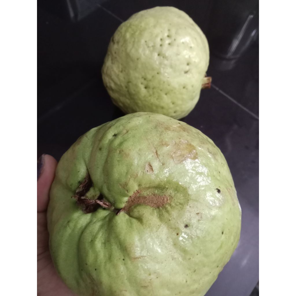 

Jambu Biji putih jambu Kelutuk Jambu Sari 1 kilo