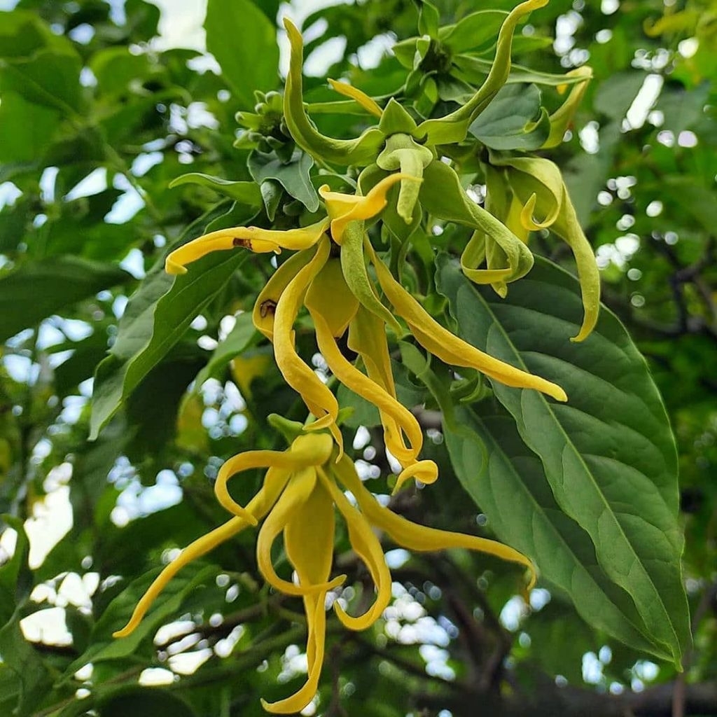 Tanaman hias bunga kenanga - tanaman bunga kenanga - pohon kenanga - bibit tanaman bunga kenanga