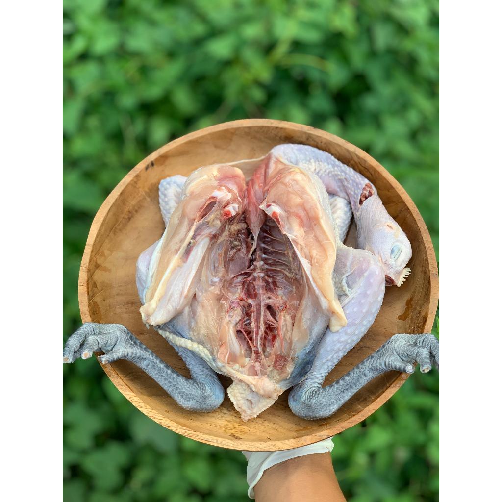 

Ayam Kampung Bekakak 1 Ekor