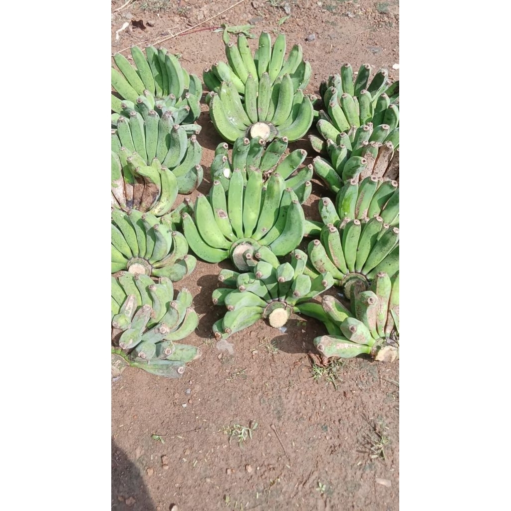 

pisang raja bulu asli Sukabumi netto 1 kg