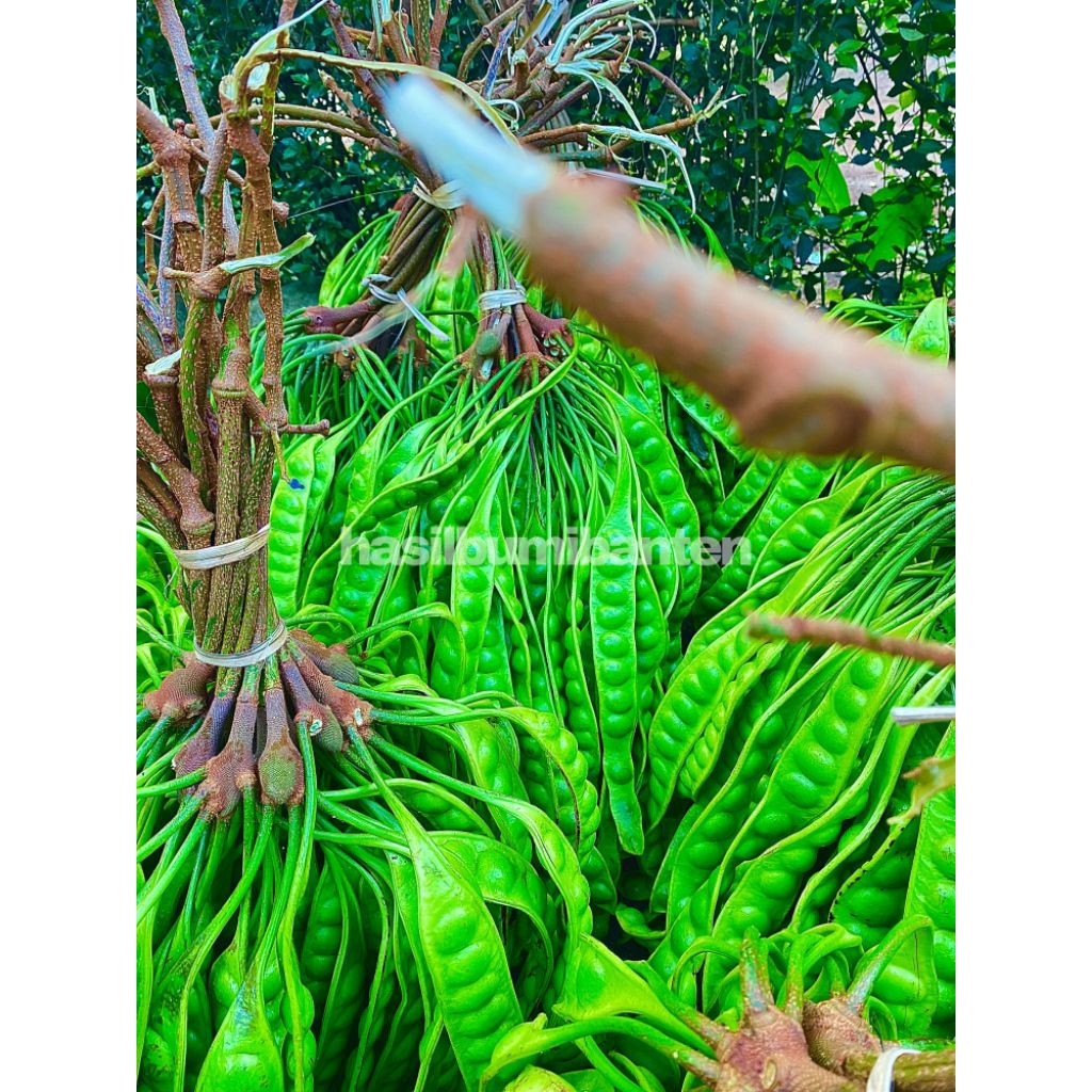 

PETE/PETAI PADI PENDEK ISI 1 EMPONG ATAU 100 PAPAN LONJOR TUA SUPER