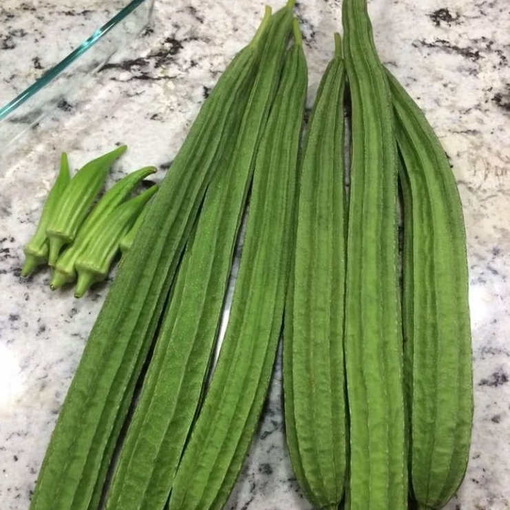 

INSTAN KOTA JAMBI Sayur Kisik 500gr