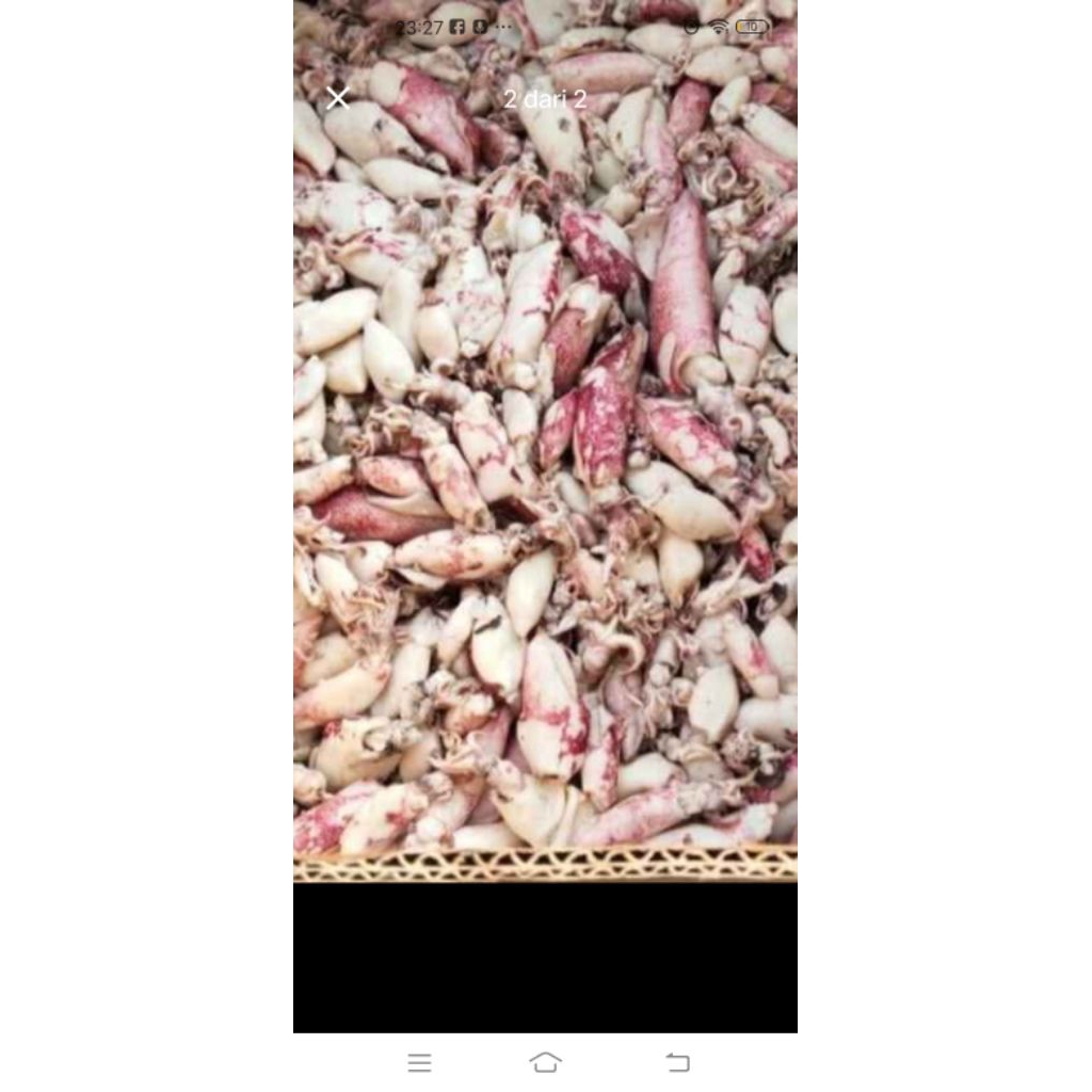 

cumi lokal 1kg 150000