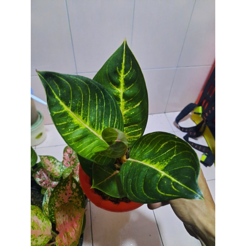 Aglaonema Black Moonlight (BML) Gerhana