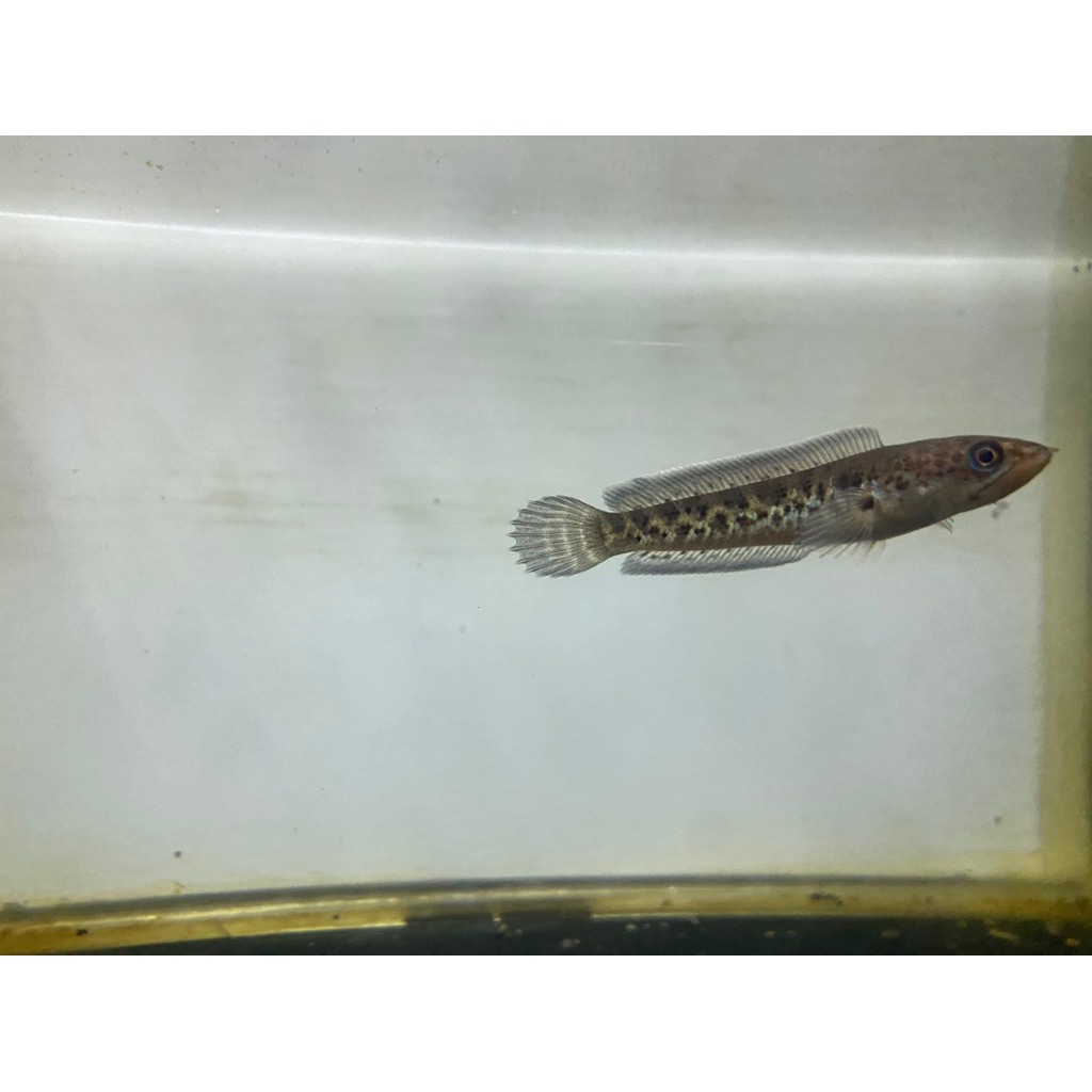 Channa Auranti CB Cina Size 4-5cm