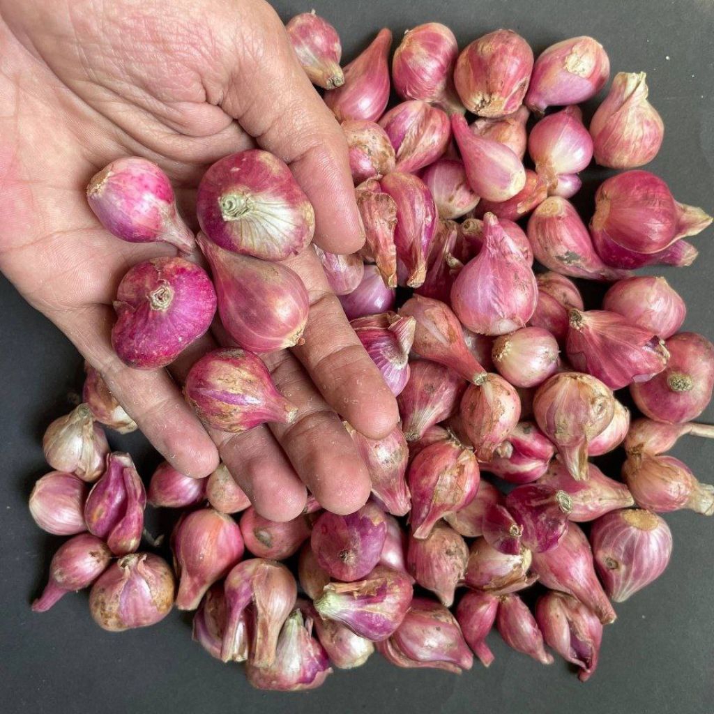 

bawang merah besar tanggung