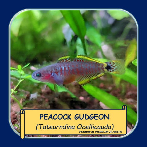 IKAN HIAS AIR TAWAR - PEACOCK GUDGEON / PEACOCK GOBY / PEACOCK GUDGEON GOBY (IKAN AQUASCAPE)