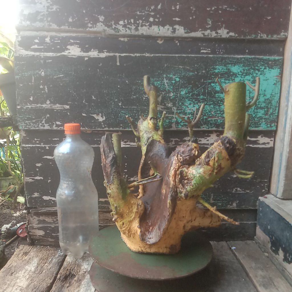 bahan bonsai serut dongkelan berkarakter tua untuk bogelan