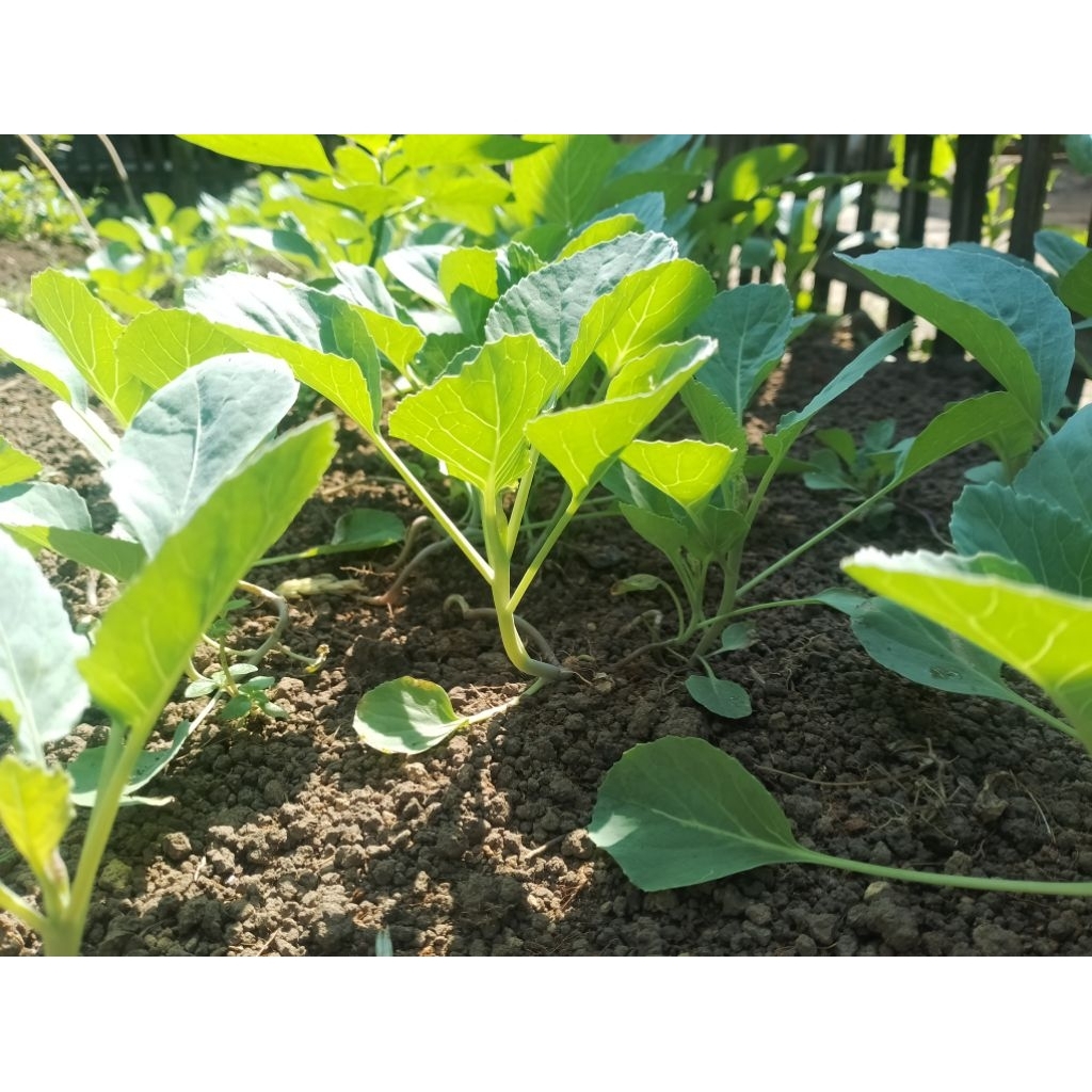 bibit gubis/kubis siap tanam