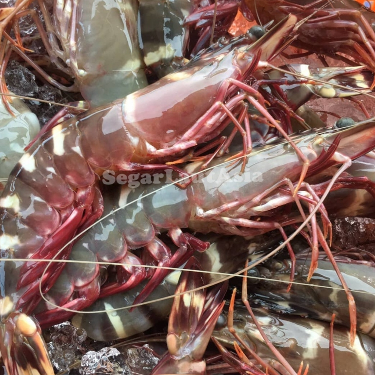 

Udang Segar 1Kg Udang Tiger Udang Pancet Udang Windu Udang Jumbo