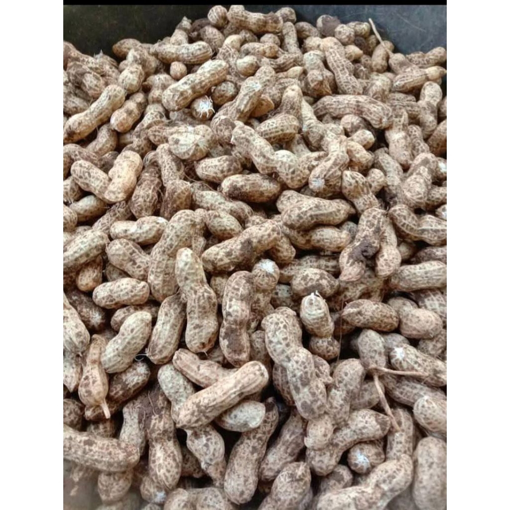 

kacang tanah mentah 1kg