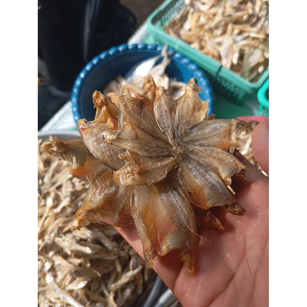 

Ikan Asin Sepat Bintang 250gr/500gr