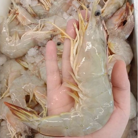 

Udang Peci Jerbung 1 Udang Peci Jerbung Segar Udang Laut Segar