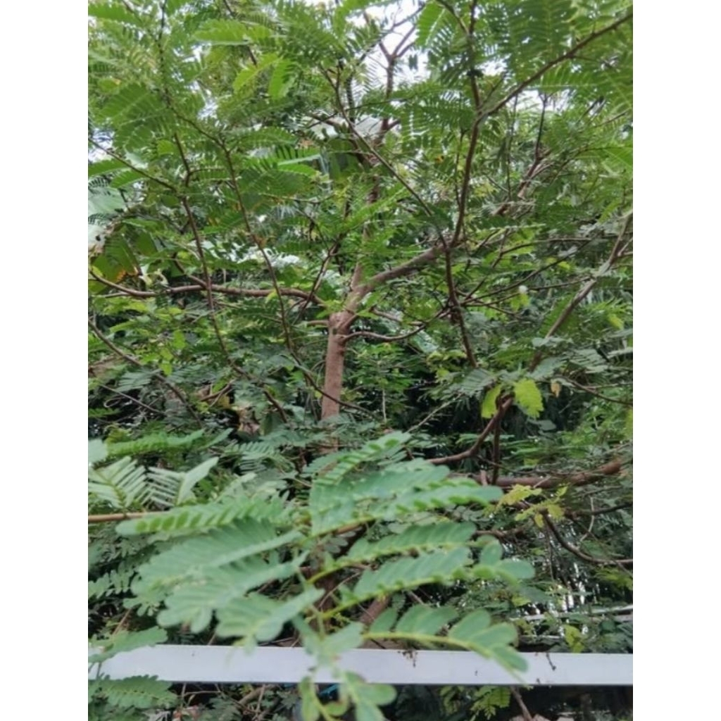 

Daun sinom / daun asam jawa segar 250 gr