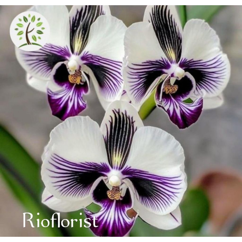 anggrek bulan dewasa jumbo white ungu siap berbunga