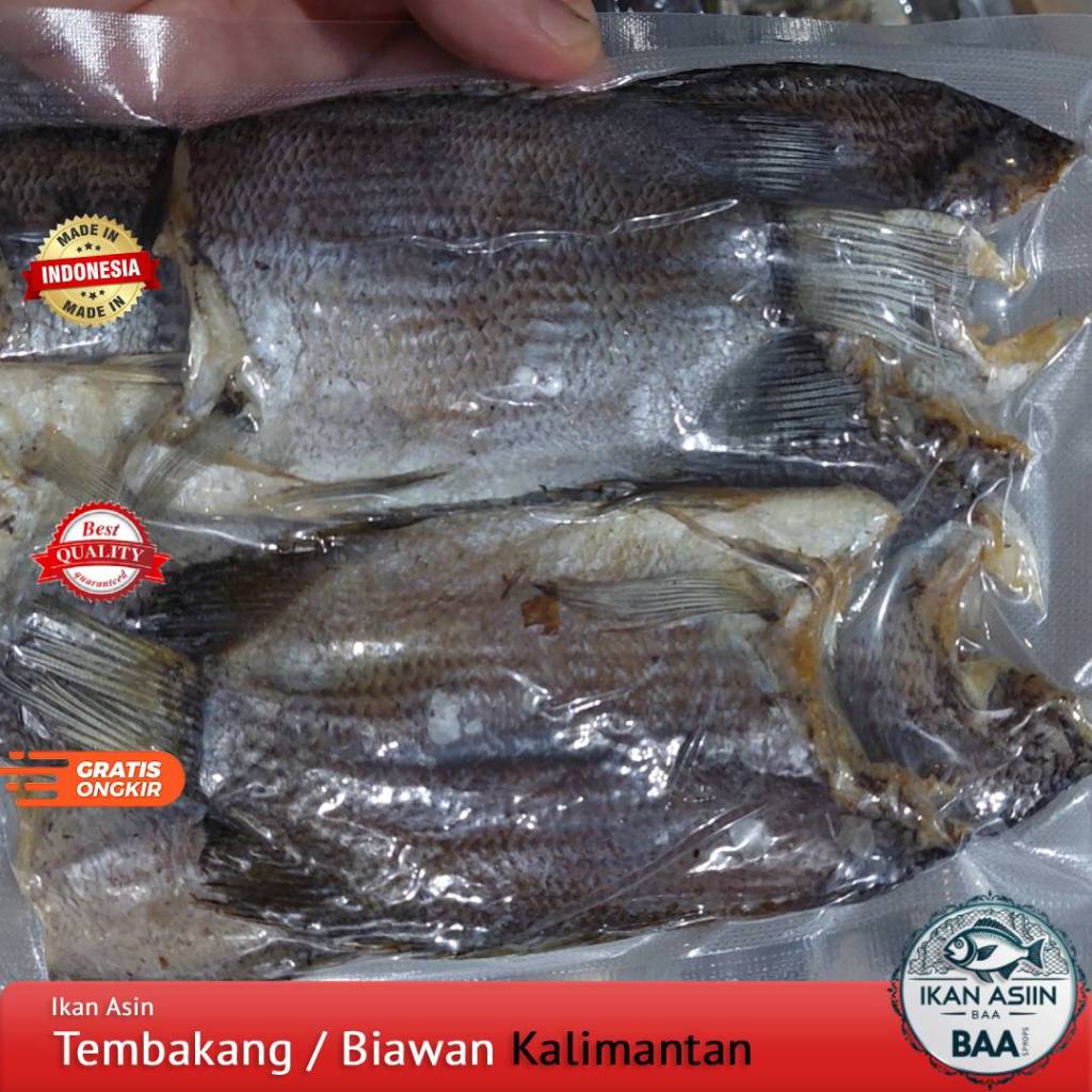 

Ikan Asin Tembakang / Biawan Size Jumbo Asli Kalimantan Kualitas Premium 250gram, 500gram, 1kg