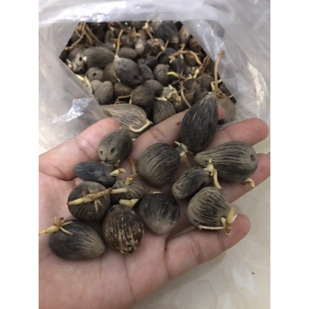 kecambah sawit biji putih POLOSAN  (tanpa cap)