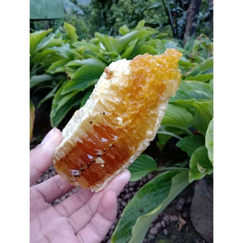 

[250 ml] Madu Murni Asli Bodas