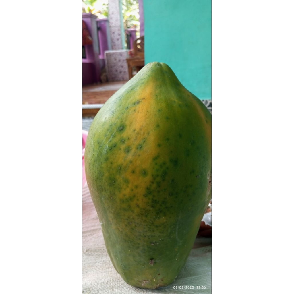 

2 Kg PEPAYA MENGKAL PEPAYA LOKAL