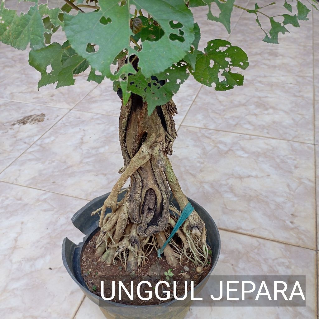 BONSAI WARU RED PANAMA JUMBO
