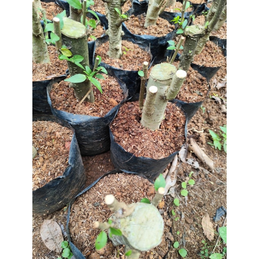 bahan bonsai  cangkokan anting putri