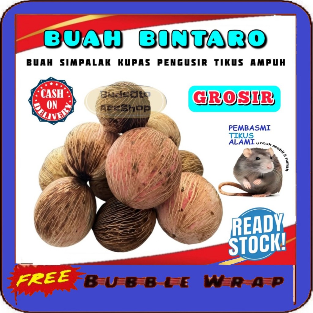 Pengusir Tikus Ampuh Buah simpalak Pengusir Tikus Sawah Buah Bintaro anti tikus di Rumah bukan racun