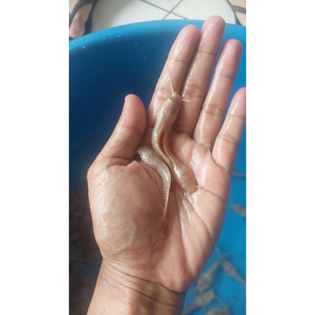 Bibit Lele hias albino sehat berkwalitas