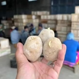 BIBIT KENTANG GRANOLA L BERSERTIFIKAT BENIH POTATO G 2