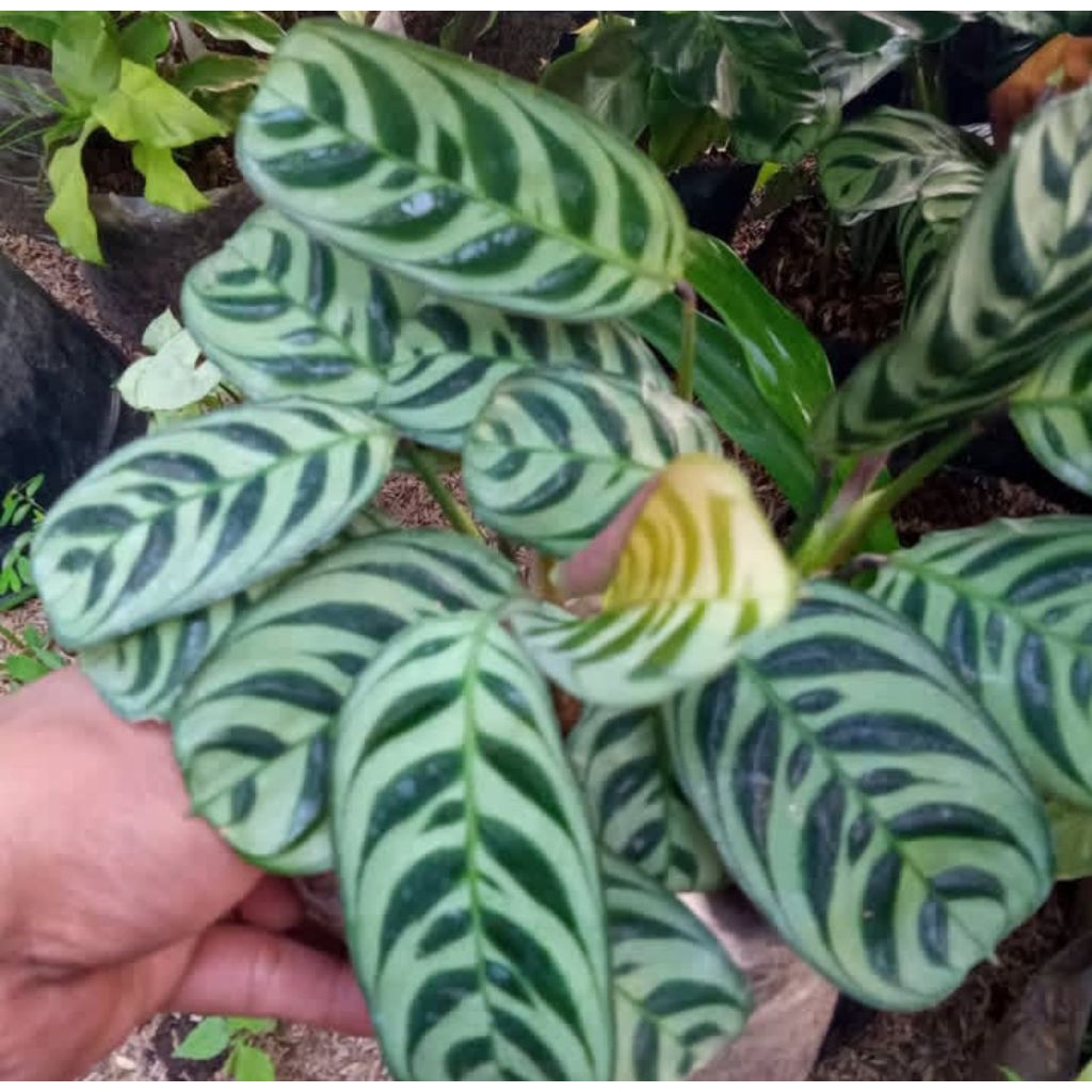 Tanaman hias calathea ekor merak